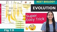 Easy TRICKS to Learn EVOLUTION of Plants | Fig. 7.9 | NEET Biology