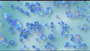 Spring Flower Background Video - Blue Forget-Me-Nots