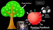 Positive and Negative Feedback Loops