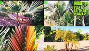 ULTIMATE PALM TREE TOUR (Mega Mix) / Over 16 TYPES of PALM TREES / 1 Hour of Palm Tree Power