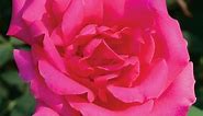 Astounding Glory Hybrid Tea Rose