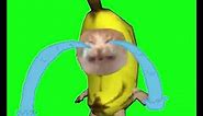 Crying Banana Cat Meme Green Screen (10 hours)