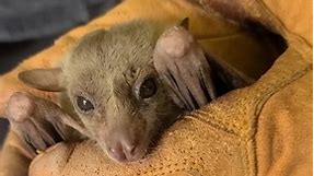 Egyptian Fruit Bat! #bats #animals #reels | Wild Charles