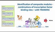 TRANSFAC for identification of composite modules- combinations of transcription factor binding sites