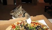 Cats Stealing Pizza