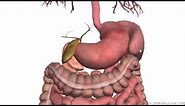 Introduction to the Digestive System Part 3 - Intestines and Beyond - 3D Anatomy Tutorial