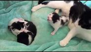 The Black And White Cat Family | The Worlds Cutest Cat Family