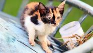 A Calico Cat Wears a Coat of Many Colors