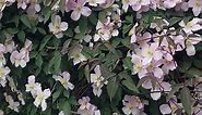 "Clematis Montana in Bloom: A Spectacular Display of Beauty and Color"