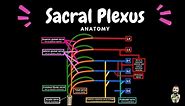 Sacral Plexus (Scheme + QUIZ) | Anatomy