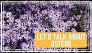 Let’s Talk About Asters 🌸/ Colorful Gardener