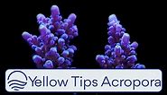 Yellow Tips Acropora Austera