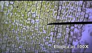 Elodea Plant Cells at 40x,100x,400x with Pond Water