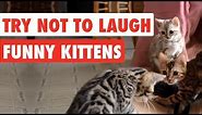 99% Lose this TRY NOT TO LAUGH Challenge - Funny Kittens Video