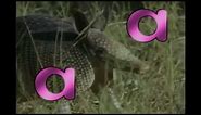 Animal Alphabet - A is for Armadillo