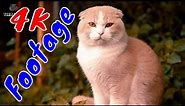 4K Quality Animal Footage - Cats and Kittens Beautiful Scenes Episode 8 | Viral Cat