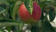 Apple Harvest Festival Starts August 31st!