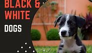 100  Black and White Dog Names