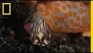 This Sea Slug Eats Its Own Kind | National Geographic