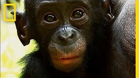 Things You Probably Didn't Know About Cute Bonobos | National Geographic