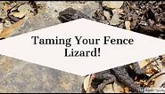 Taming Your Western Fence Lizard! (Blue Belly Lizard)