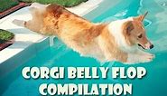 Corgi belly flop COMPILATION - cute funny dogs