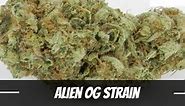 Alien OG Strain Information and Review