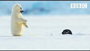 Polar bear cub is surprised by a seal - Snow Bears: Preview - BBC One