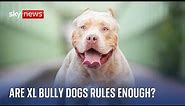 New rules come in for XL bully dogs - but are they enough?