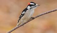 Downy Woodpecker Identification, All About Birds, Cornell Lab of Ornithology