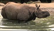 Indian Rhino Baby Update-Cincinnati Zoo