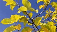 5 Reasons Fruit Trees Get Yellow Leaves (& How to Fix It)