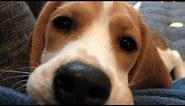 Beagle puppy licks camera lens, makes cutest noise