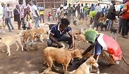Au Ghana, la viande de chien a la cote