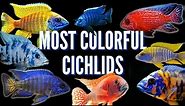 How to Keep Peacock Cichlids | Care Guide & Species Profile