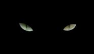 Black Cat Eyes Charming Twinkling Pretty Pet Eyeballs Dark Video Screen Animals Music