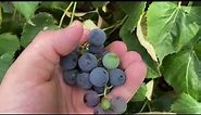 Concord Grape First Harvest & Concord Grape Vine Plant Overview