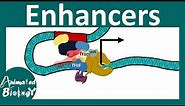 Enhancers | Transcriptional regulation by Enhancers | Enhancer promoter loop