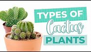Cactus Identification | Name of Cactus | Types of Cactus Plants