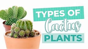 Cactus Identification | Name of Cactus | Types of Cactus Plants