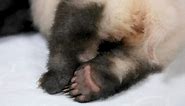 Introduction of hot sale panda socks