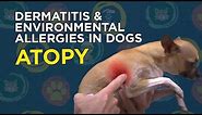 Learn about Dermatitis & Environmental Allergies in Dogs (Atopy)