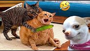 Funniest Cats And Dogs Videos 😁 - Best Funny Animal Videos 2024 🥰#7