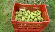 picking and enjoying pears, variety Concorde