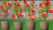 How To Grow Pomegranate Trees From Pomegranate Fruit | Growing Pomegranate Plants From Seed