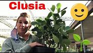 How to Grow The Exquisite Clusia