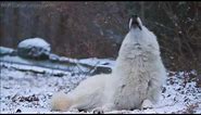Beautiful Wolf, Beautiful Howl.