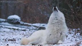 Beautiful Wolf, Beautiful Howl.