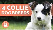 4 Types of COLLIE DOG BREEDS 🐕 Do You Know Them All?