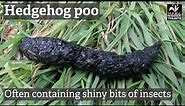 How to identify mammal poo